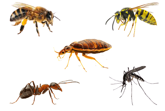 Pest Prevention Solution in Danville