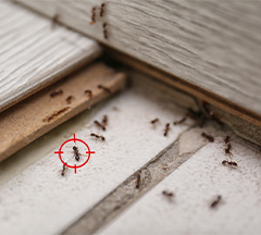 Ant Exterminator in Lebanon