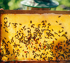 Wasp Control in Farmington