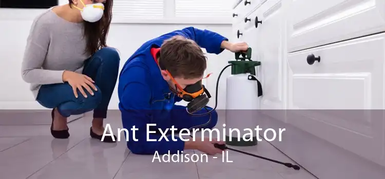 Ant Exterminator Addison - IL