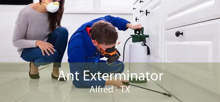 Ant Exterminator Alfred - TX