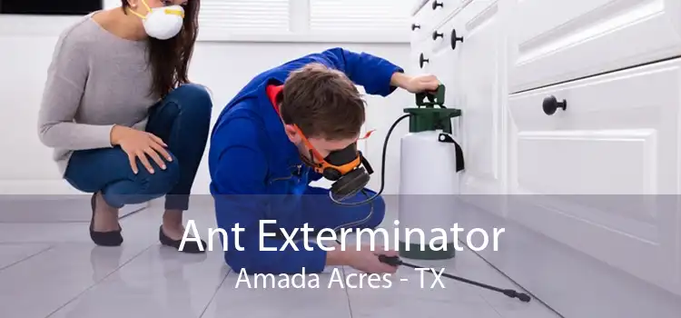 Ant Exterminator Amada Acres - TX