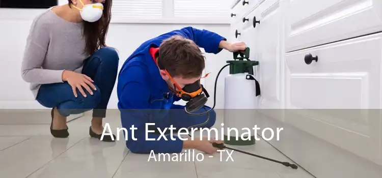 Ant Exterminator Amarillo - TX