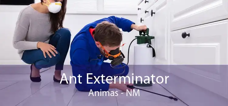 Ant Exterminator Animas - NM