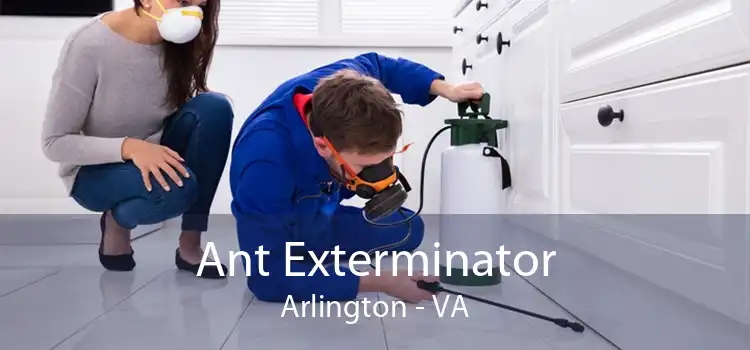 Ant Exterminator Arlington - VA