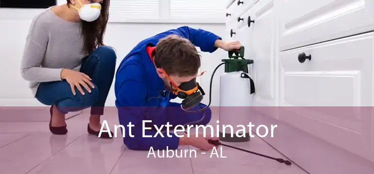 Ant Exterminator Auburn - AL