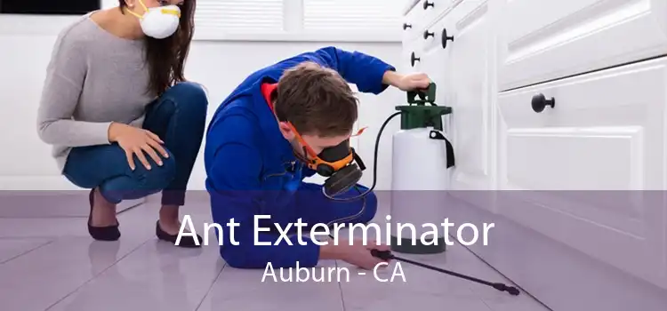 Ant Exterminator Auburn - CA