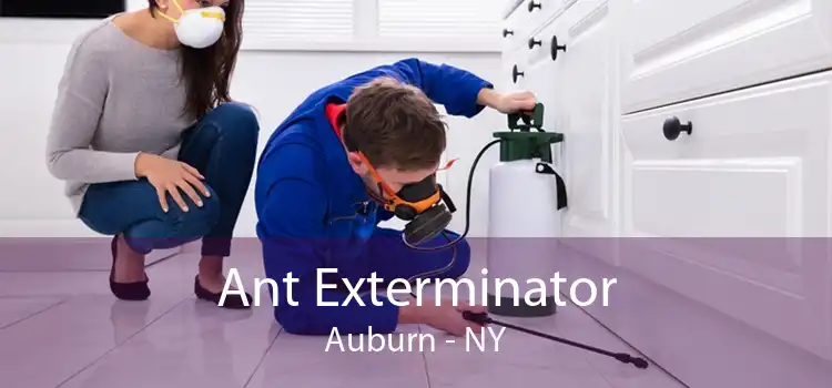 Ant Exterminator Auburn - NY