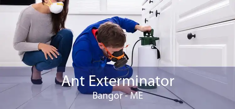 Ant Exterminator Bangor - ME