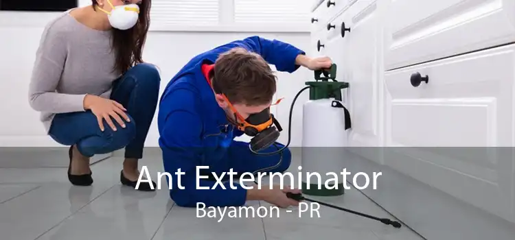 Ant Exterminator Bayamon - PR