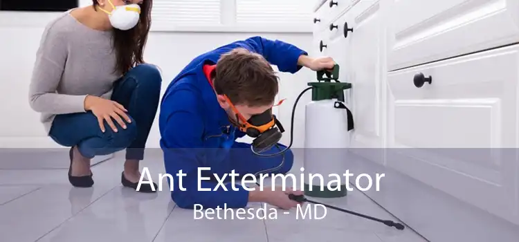 Ant Exterminator Bethesda - MD