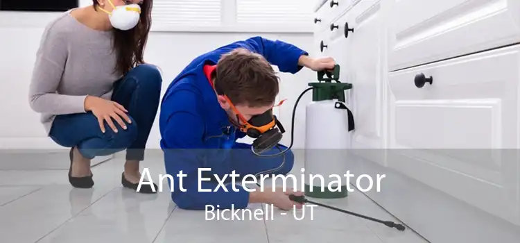 Ant Exterminator Bicknell - UT