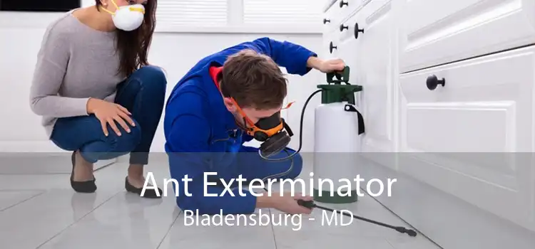 Ant Exterminator Bladensburg - MD