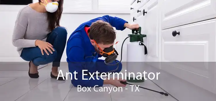 Ant Exterminator Box Canyon - TX