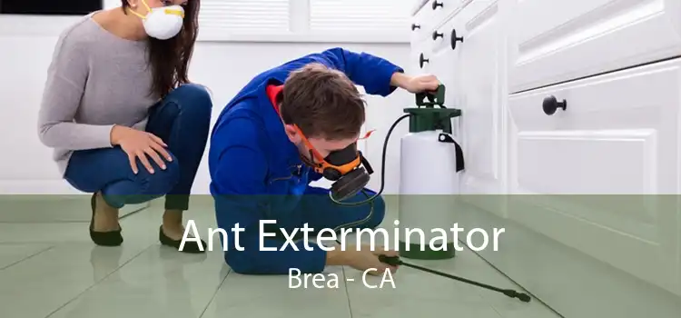 Ant Exterminator Brea - CA