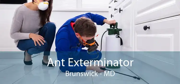 Ant Exterminator Brunswick - MD