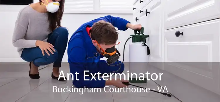 Ant Exterminator Buckingham Courthouse - VA