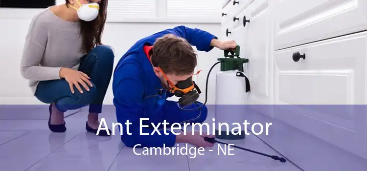 Ant Exterminator Cambridge - NE