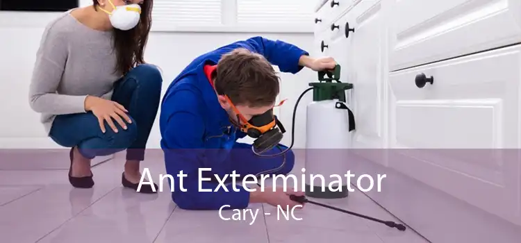 Ant Exterminator Cary - NC