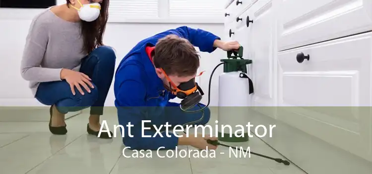 Ant Exterminator Casa Colorada - NM