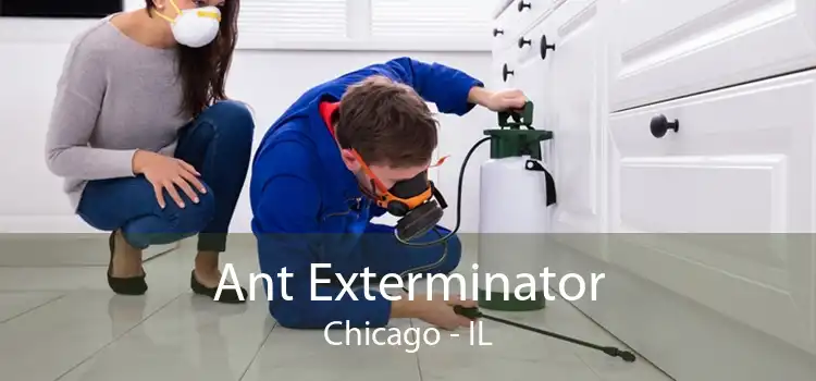 Ant Exterminator Chicago - IL