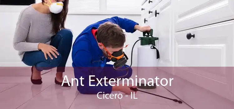 Ant Exterminator Cicero - IL