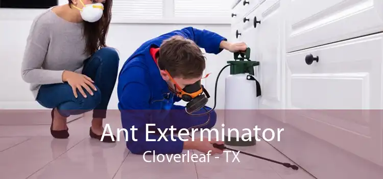 Ant Exterminator Cloverleaf - TX