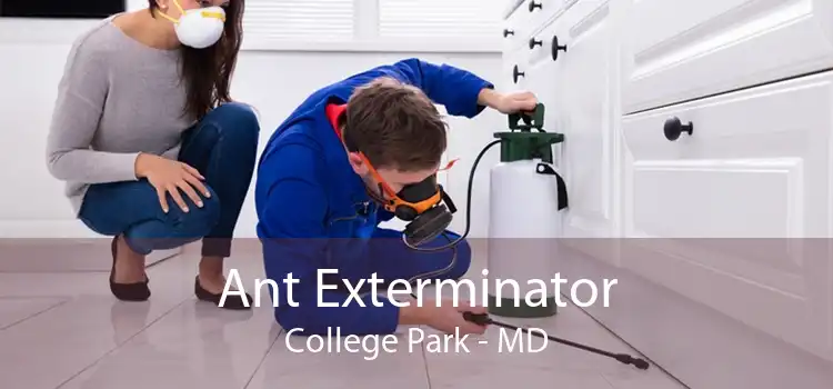 Ant Exterminator College Park - MD