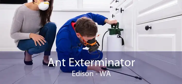 Ant Exterminator Edison - WA