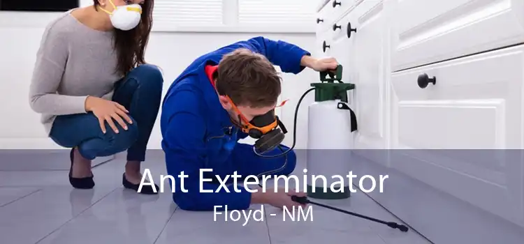 Ant Exterminator Floyd - NM