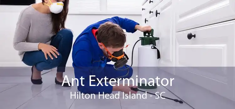 Ant Exterminator Hilton Head Island - SC