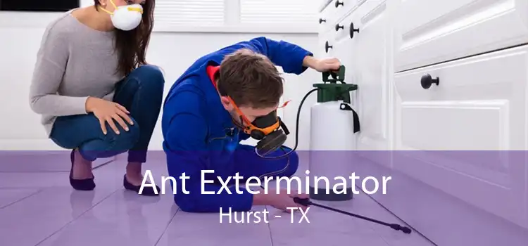 Ant Exterminator Hurst - TX