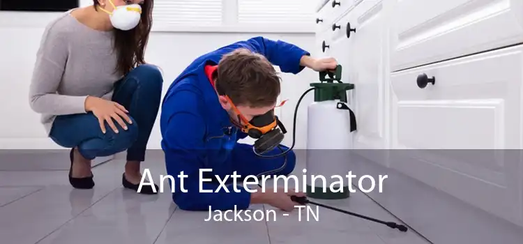 Ant Exterminator Jackson - TN