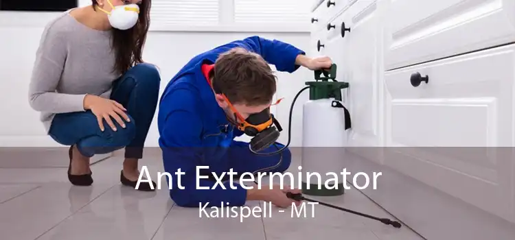 Ant Exterminator Kalispell - MT