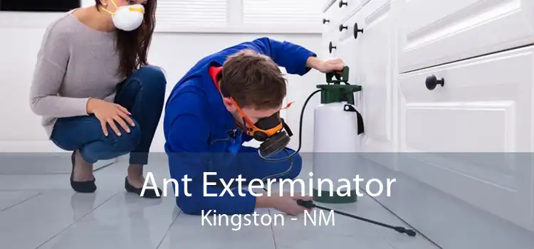 Ant Exterminator Kingston - NM