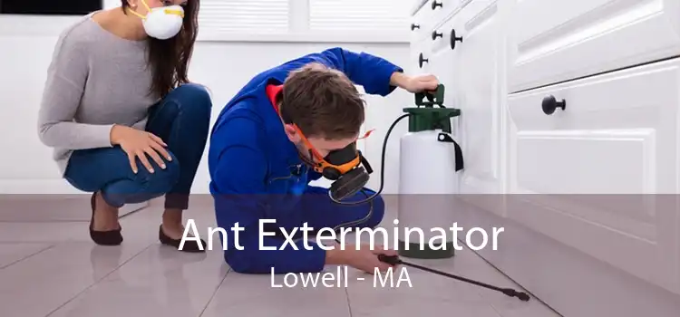 Ant Exterminator Lowell - MA