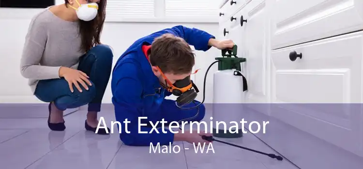 Ant Exterminator Malo - WA