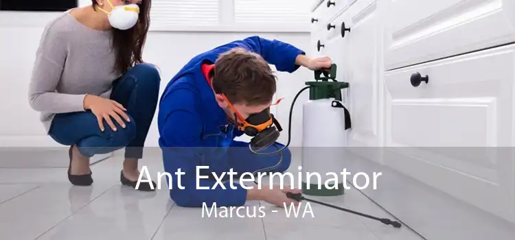 Ant Exterminator Marcus - WA