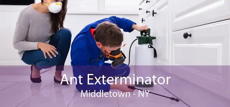 Ant Exterminator Middletown - NY