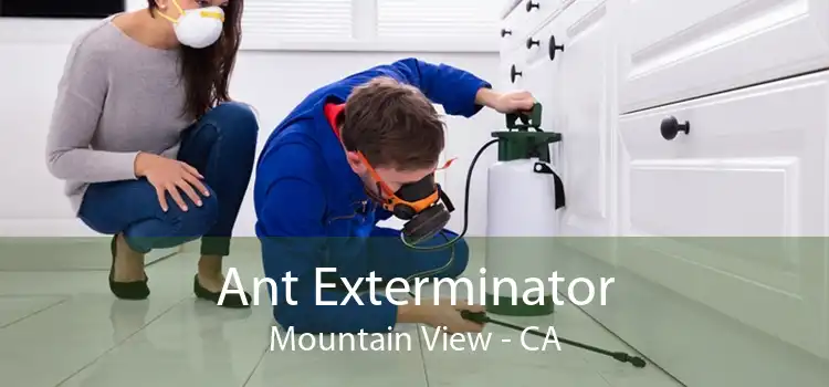 Ant Exterminator Mountain View - CA