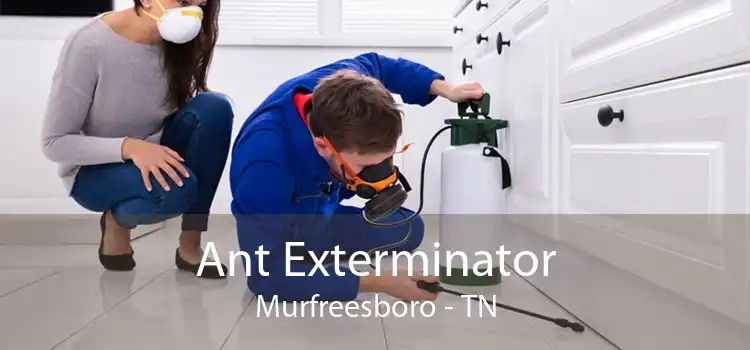 Ant Exterminator Murfreesboro - TN