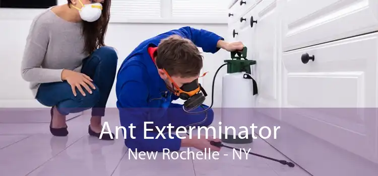 Ant Exterminator New Rochelle - NY