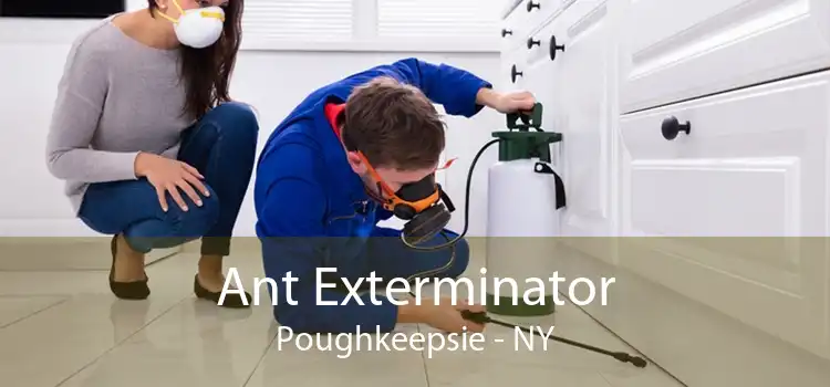 Ant Exterminator Poughkeepsie - NY