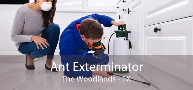 Ant Exterminator The Woodlands - TX