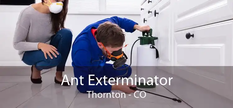 Ant Exterminator Thornton - CO