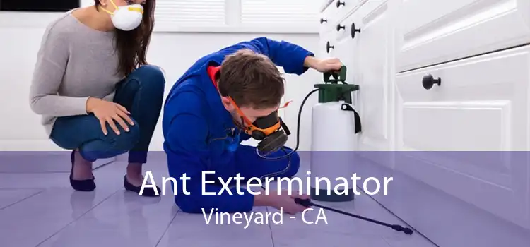 Ant Exterminator Vineyard - CA