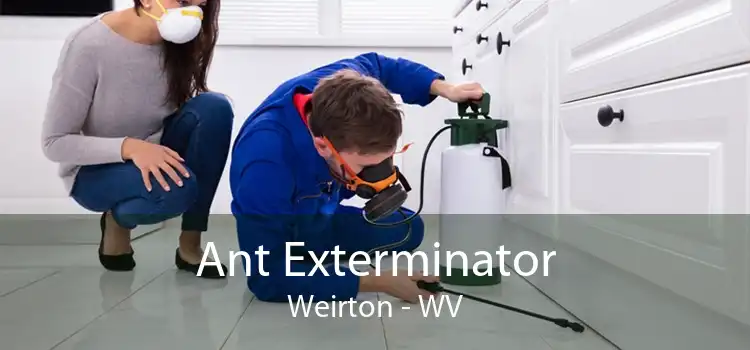 Ant Exterminator Weirton - WV