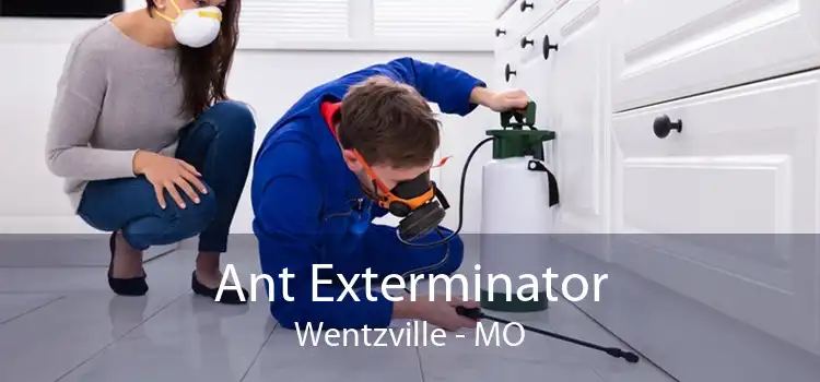 Ant Exterminator Wentzville - MO