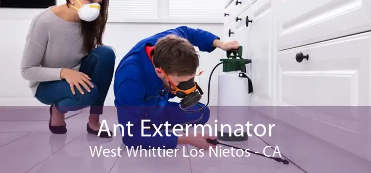 Ant Exterminator West Whittier Los Nietos - CA