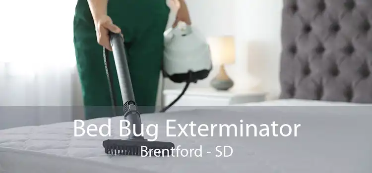 Bed Bug Exterminator Brentford - SD